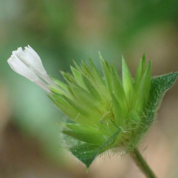 Elephantopus mollis Flower