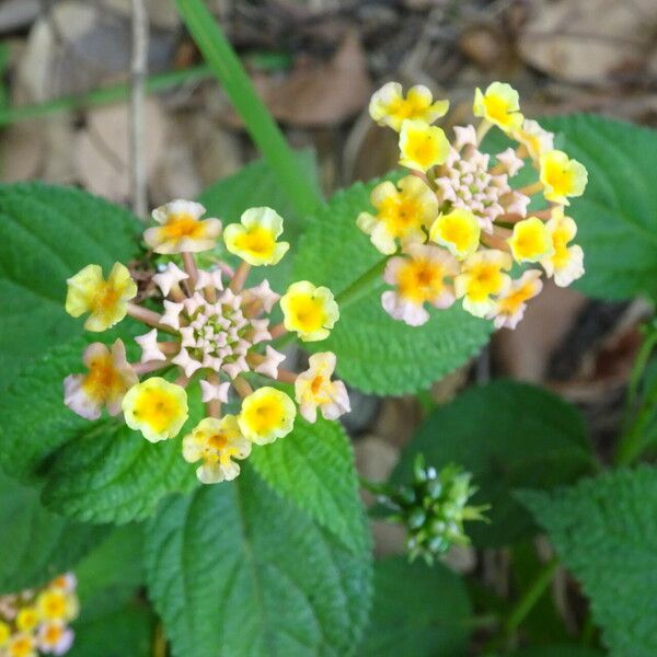 Lantana × strigocamara Blomma