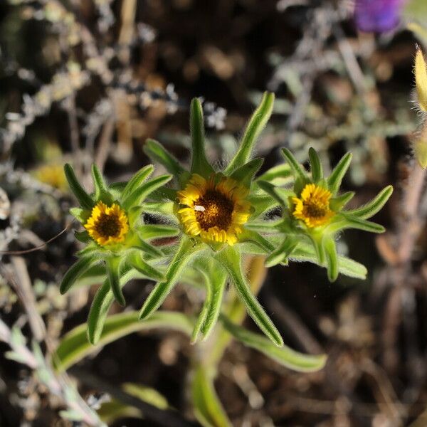 Asteriscus aquaticus Flower