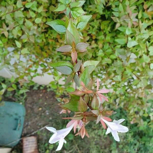 Abelia x grandiflora Leaf