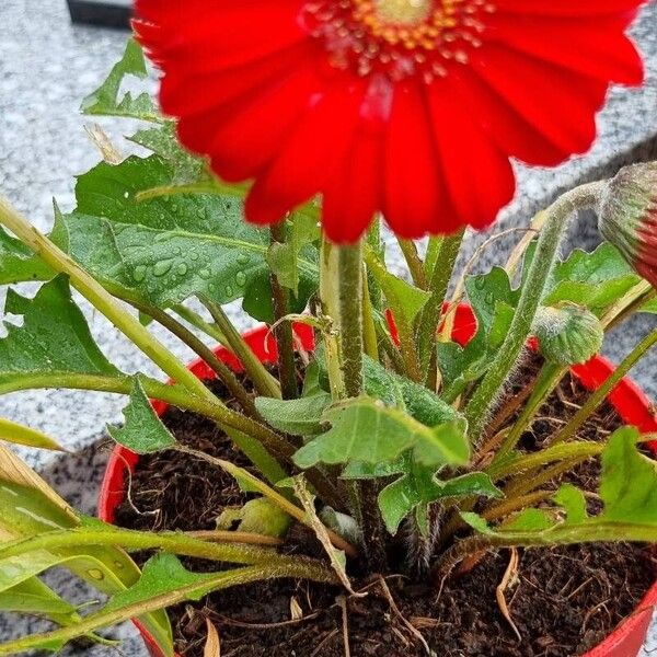 Gerbera jamesonii Flor