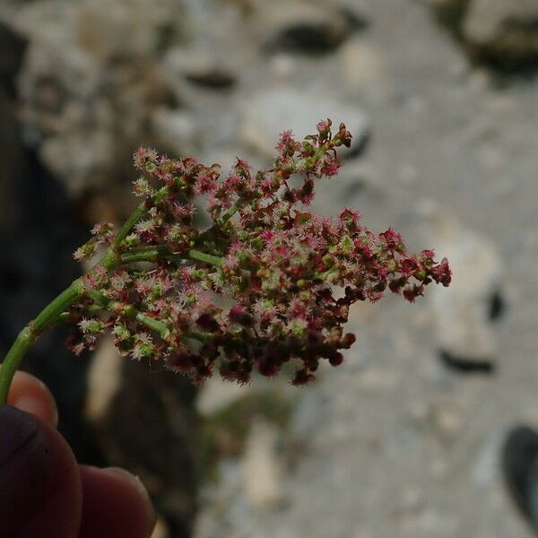 Rumex intermedius Blomst