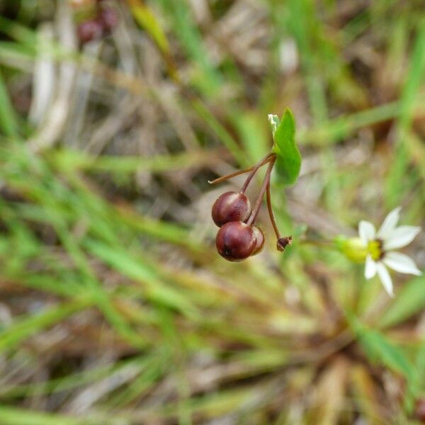 Sisyrinchium micranthum Fruit