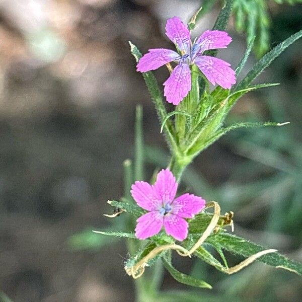 Dianthus armeria ফুল