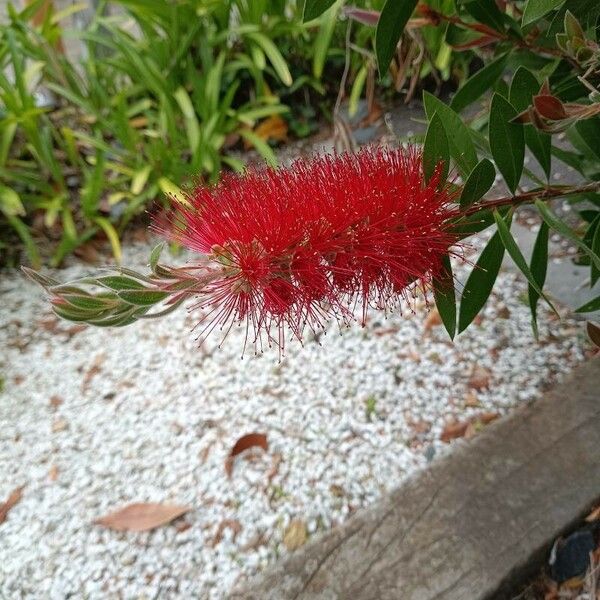 Callistemon coccineus Кветка