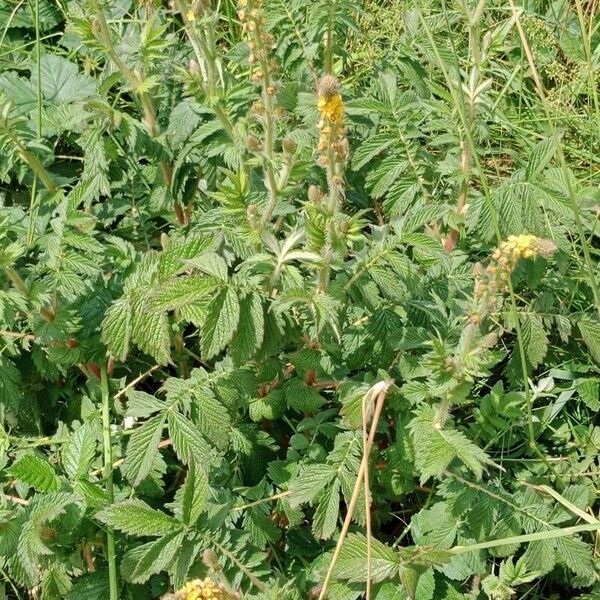 Agrimonia eupatoria অভ্যাস