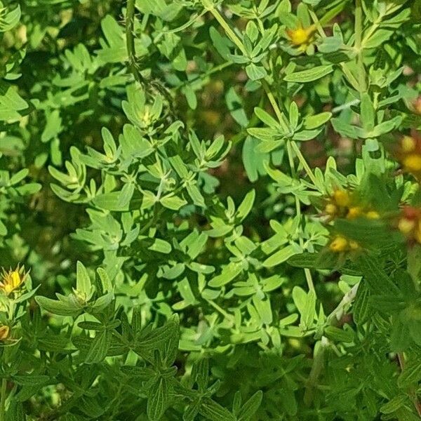 Hypericum perfoliatum برگ