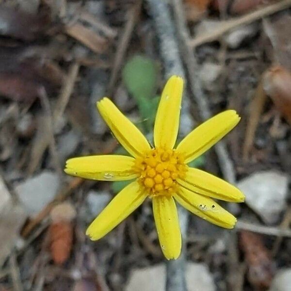 Jacobaea minuta Flower