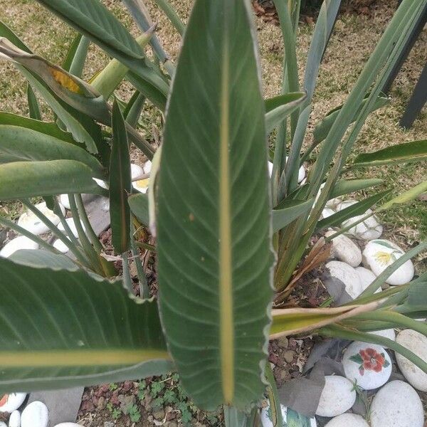 Strelitzia reginae Lapas