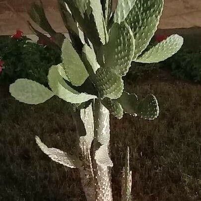 Opuntia tomentosa Yaprak