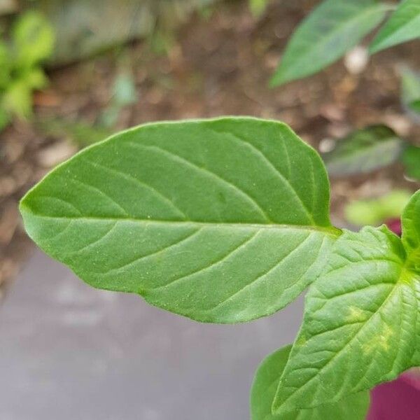 Physalis philadelphica Folla