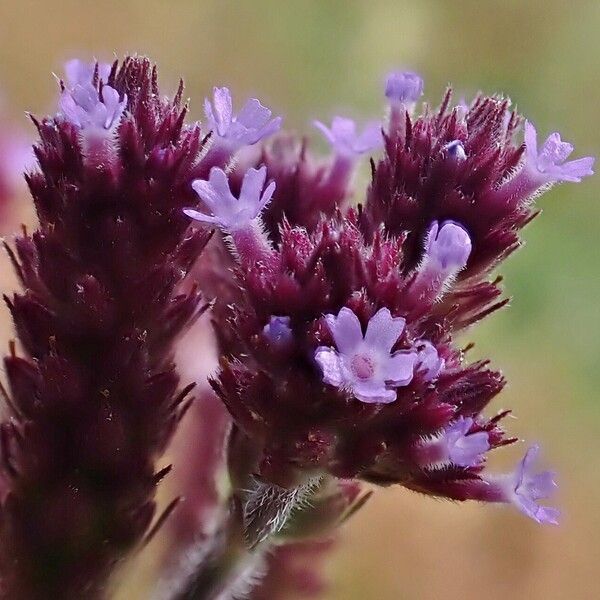 Verbena incompta Cvet