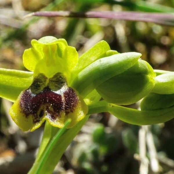 Ophrys fusca Кветка