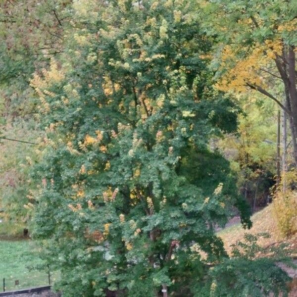 Acer buergerianum Tervik taim