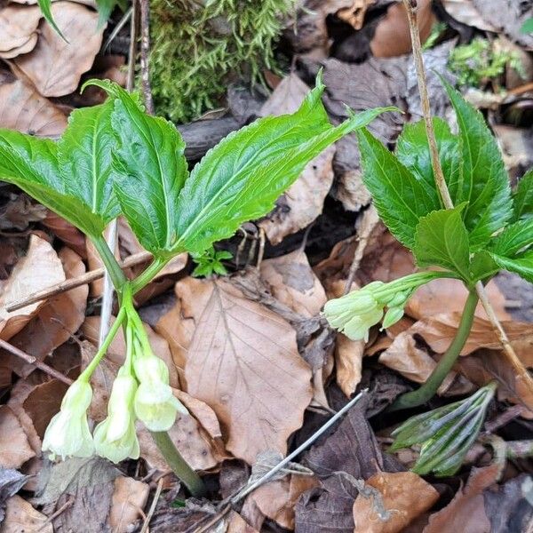 Cardamine enneaphyllos 葉