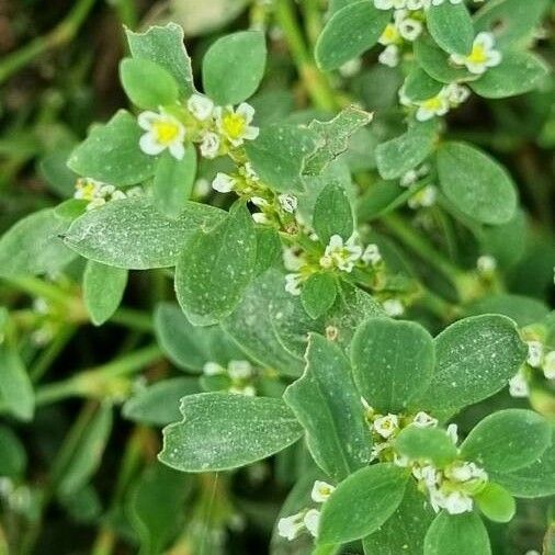 Polygonum aviculare Лист