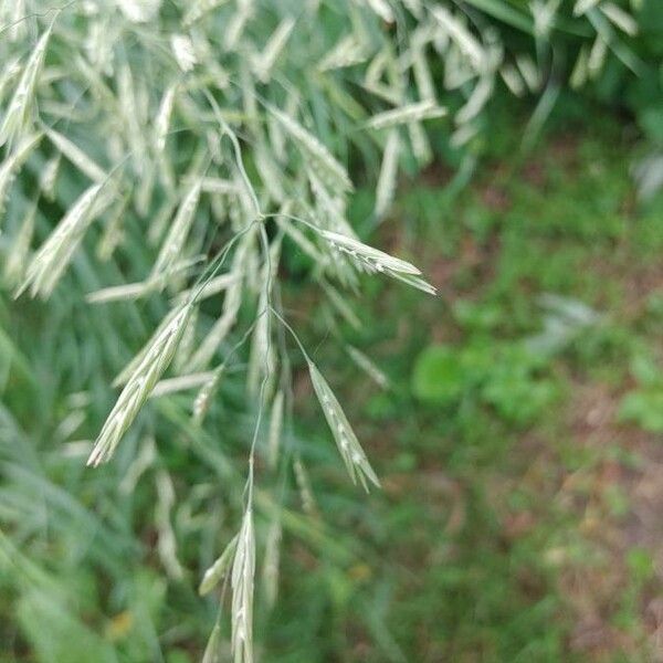 Bromopsis inermis Folha