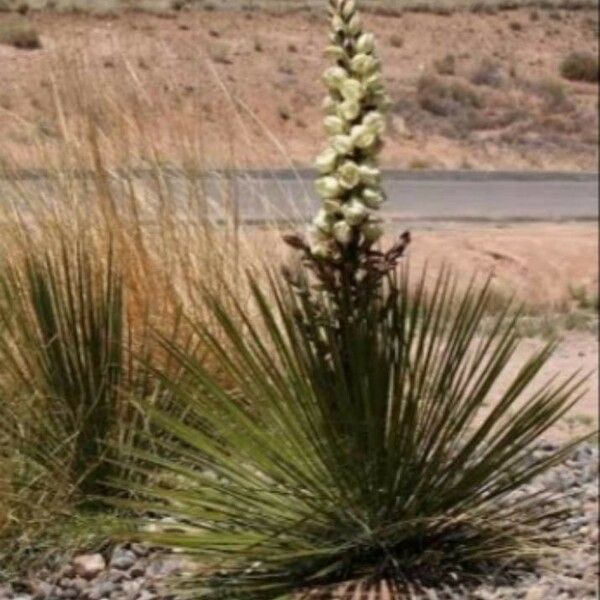 Yucca baileyi Blüte