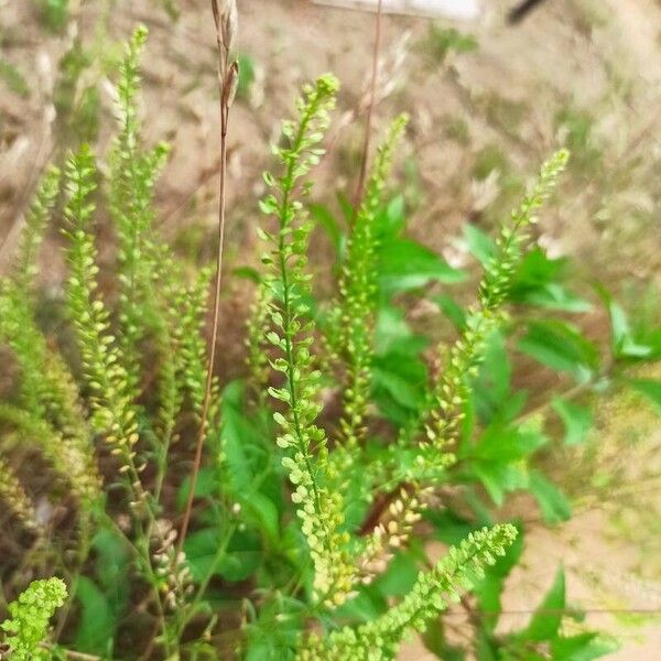 Lepidium ruderale Ліст