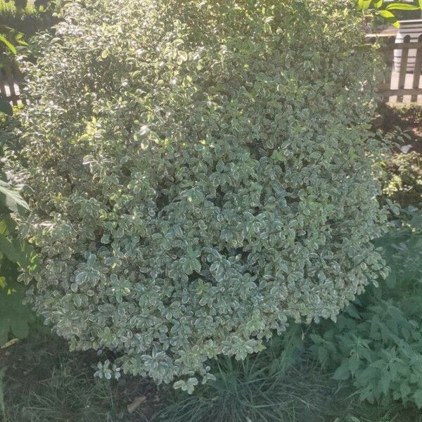 Pittosporum tenuifolium Blatt