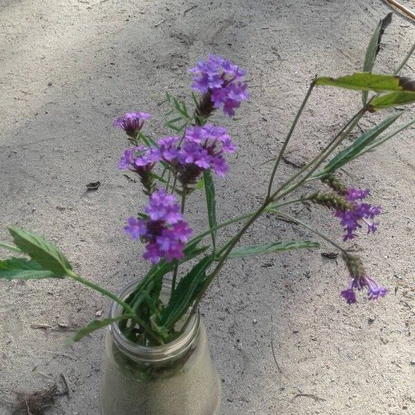 Verbena rigida 花