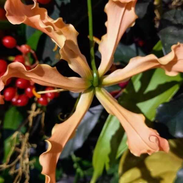 Gloriosa superba Flower