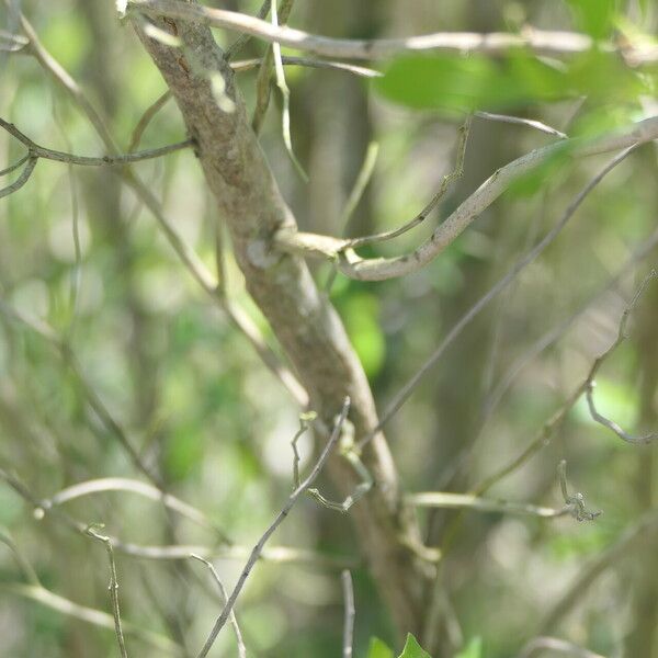 Baccharis halimifolia Bark