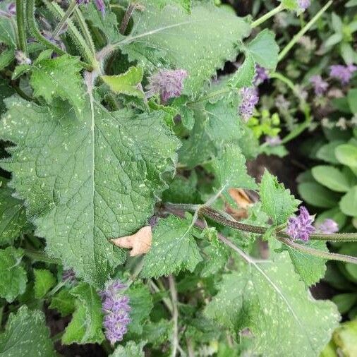 Salvia verticillata Frunză