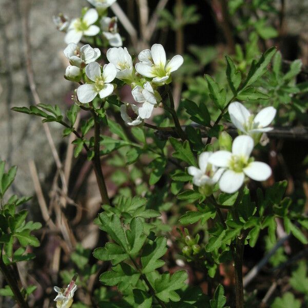 Cardamine graeca പുഷ്പം