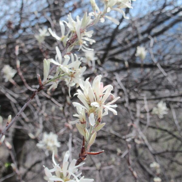 Amelanchier ovalis Цветок