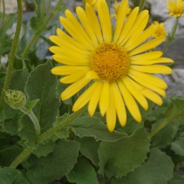 Doronicum plantagineum Floare