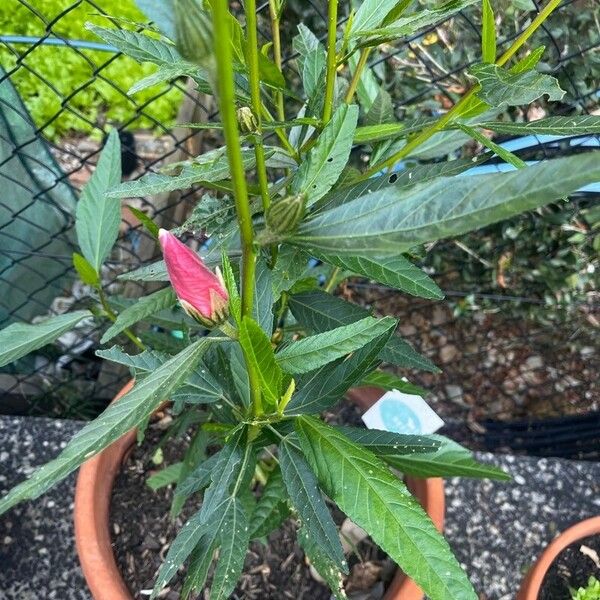 Hibiscus heterophyllus Φύλλο