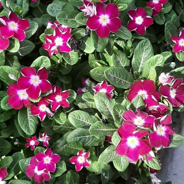 Catharanthus roseus Cvet