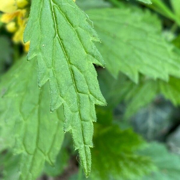 Lamium galeobdolon Лист