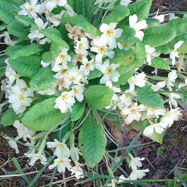 Primula × polyantha Flower