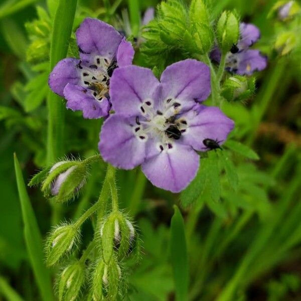 Phacelia hirsuta Õis