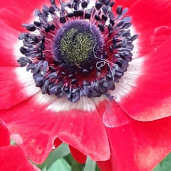 Anemone coronaria 花