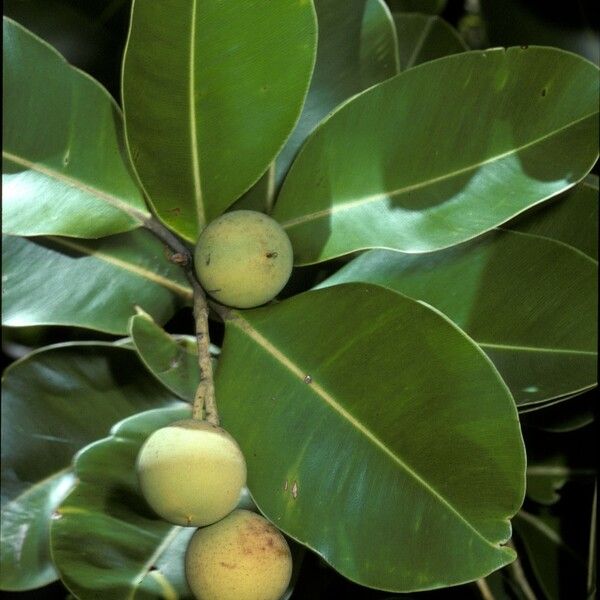 Calophyllum inophyllum Φρούτο