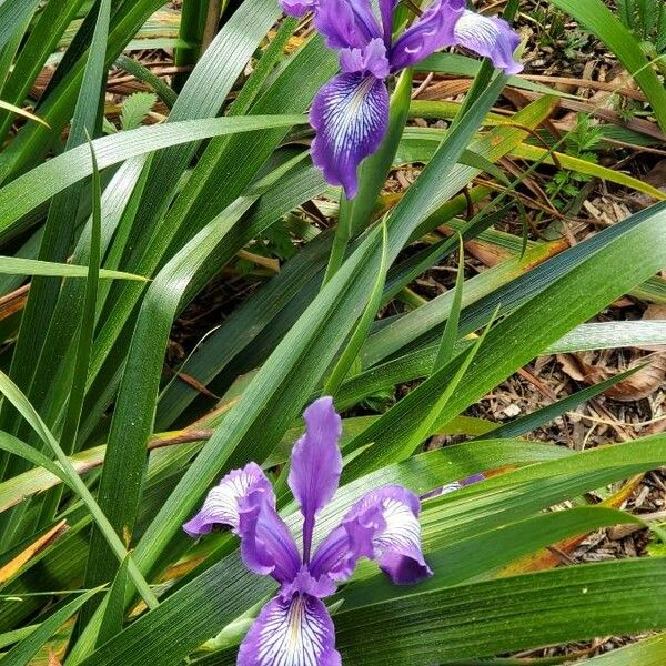 Iris douglasiana Flower