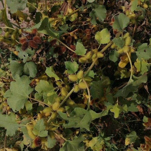 Xanthium orientale Fruit