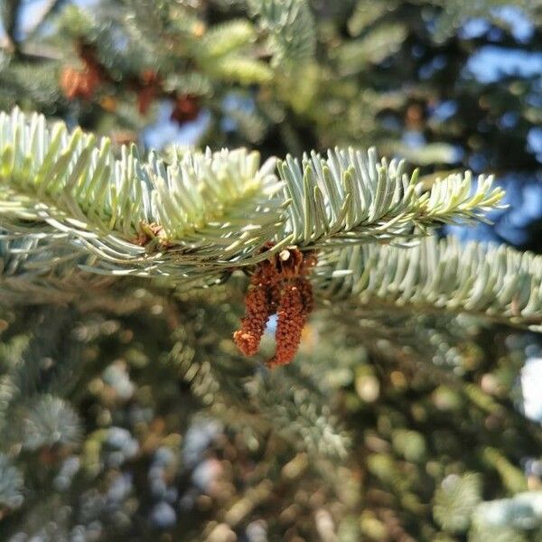 Abies procera Žiedas