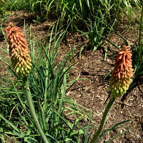 Kniphofia uvaria ശീലം