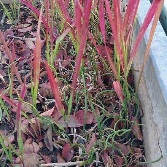 Imperata cylindrica Leaf