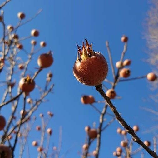 Crataegus germanica Meyve