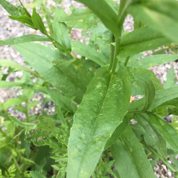 Camelina sativa Blatt