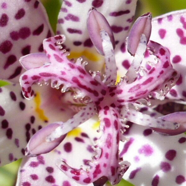 Tricyrtis hirta Flower