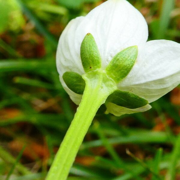 Parnassia palustris 花