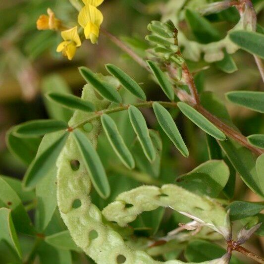 Hippocrepis multisiliquosa অন্যান্য