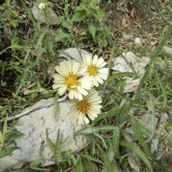 Lactuca indica Çiçek