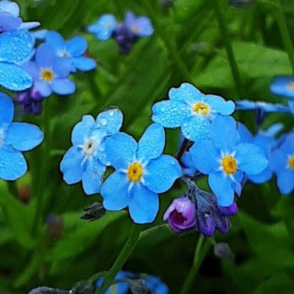 Myosotis alpestris Flower